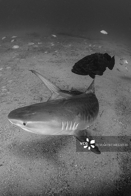 佛罗里达州西棕榈滩附近的虎鲨和巨型石斑鱼图片素材