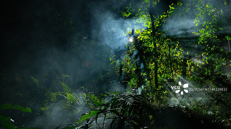 阳光洒在树木上图片素材