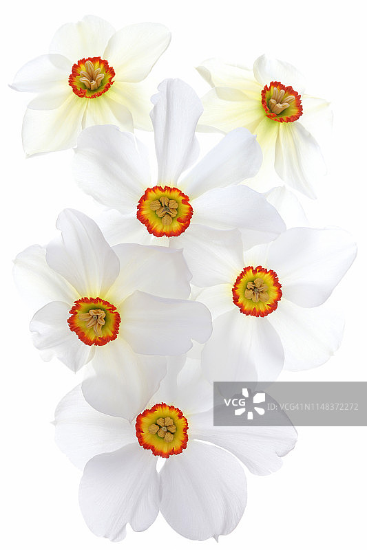 顶冰花图片素材