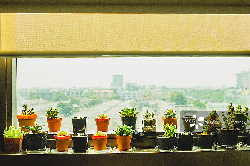 城市中，窗台上盆栽的特写，天空为背景图片素材