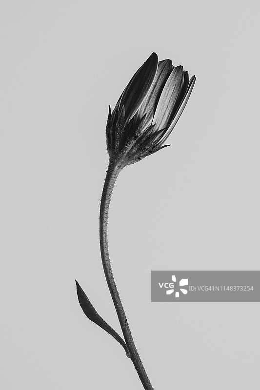 奇特而美丽图片素材