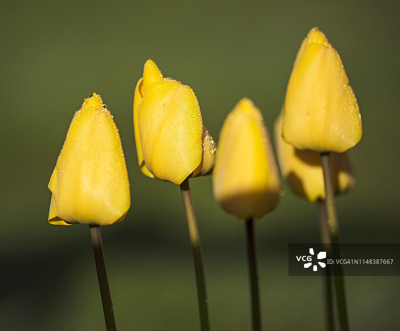 黄色郁金香特写图片素材