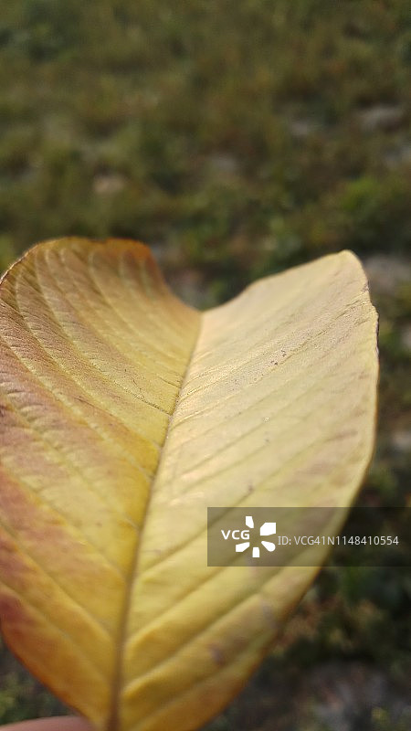 春季番石榴叶背景纹理图片素材