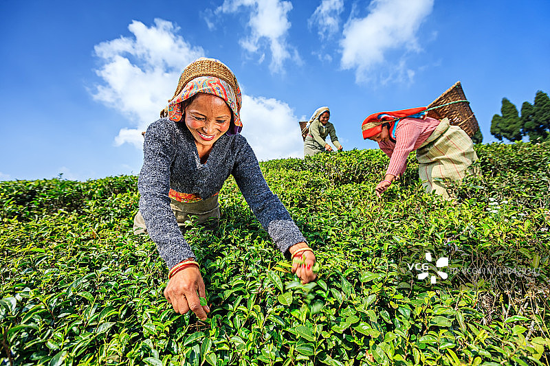 印度采茶工人在印度大吉岭采摘茶叶图片素材