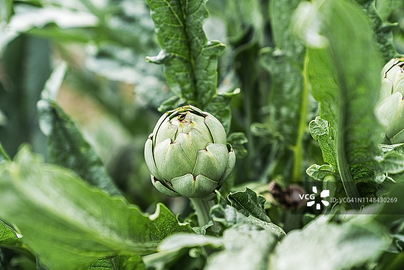 花园朝鲜蓟特写图片素材