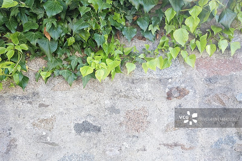 老墙上的攀援植物或藤蔓，空间巨大图片素材