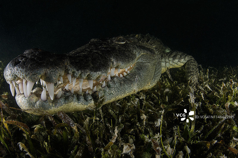 夜间海草床上的美洲鳄图片素材