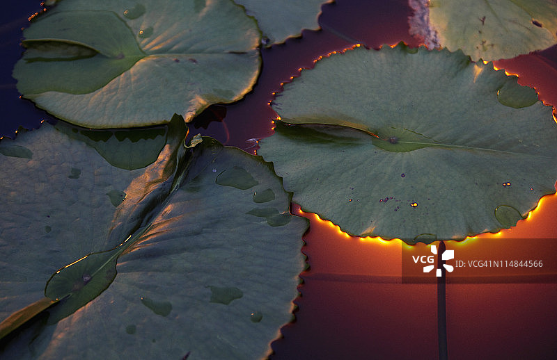巨大睡莲叶背后发光图片素材