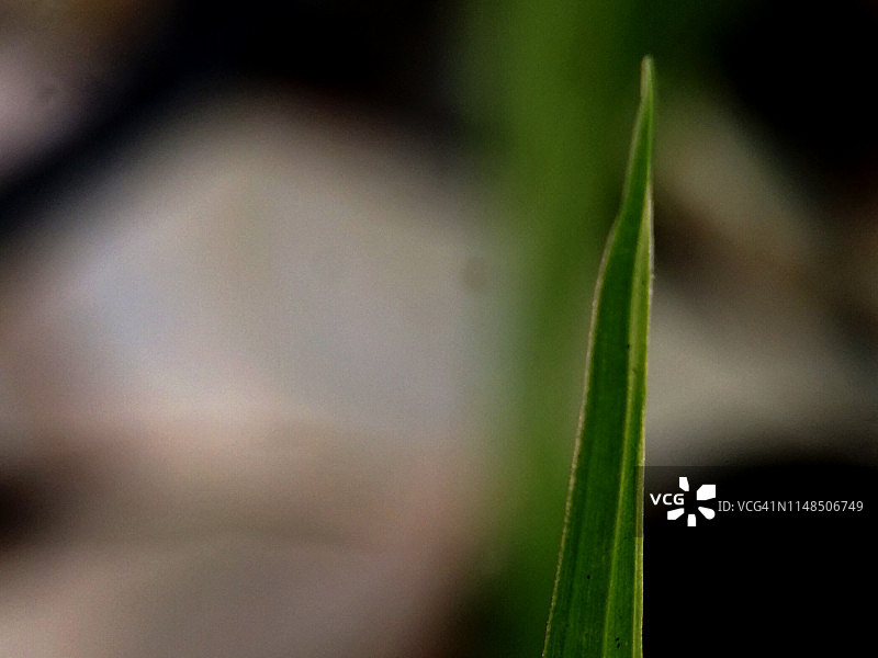微距镜头下的绿色新鲜嫩芽图片素材