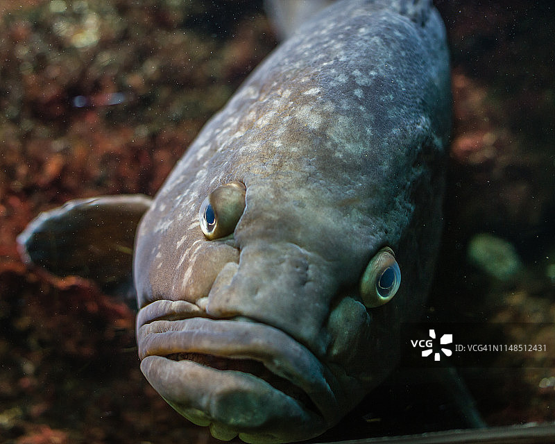 石斑鱼肖像图片素材