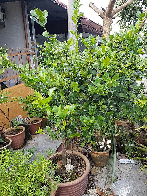 生长的泰国柠檬图片素材