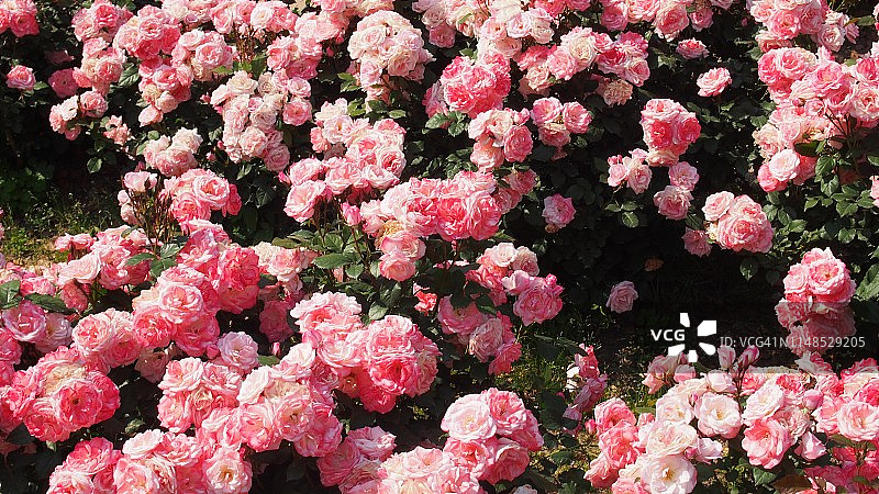 盛开的蔷薇图片素材