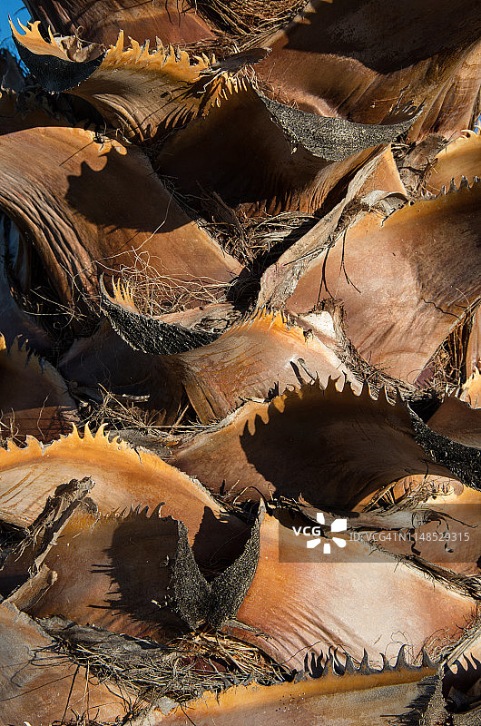 加州棕榈树干，显示切断的树叶残茬图片素材