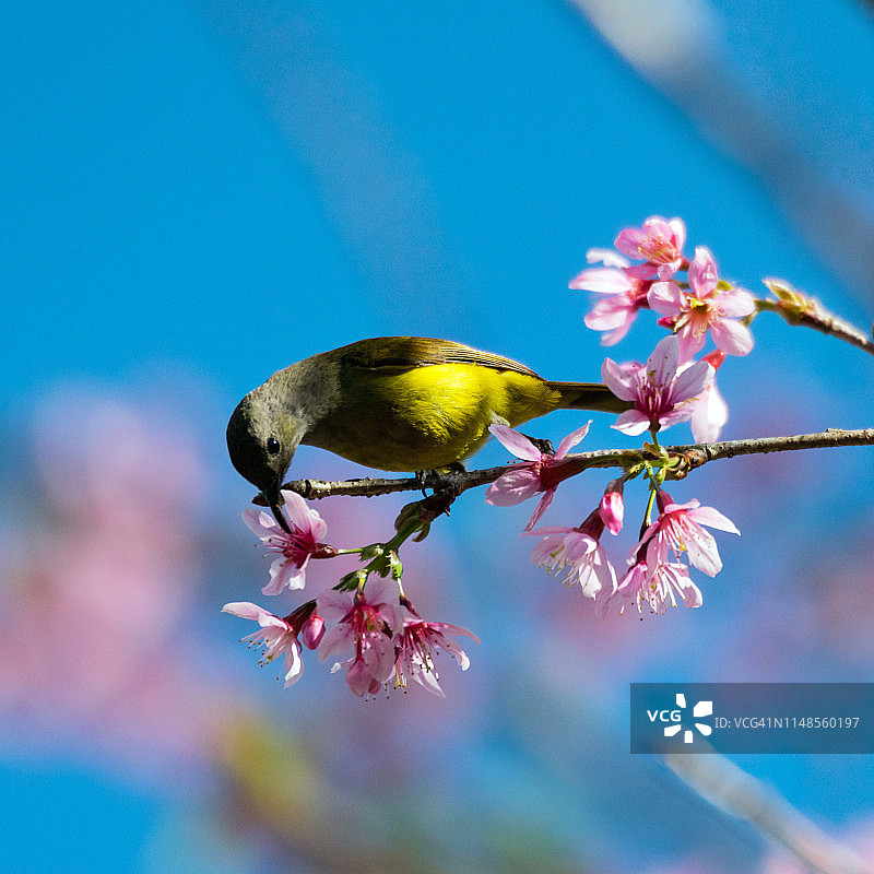 樱花树上的糖鸟图片素材