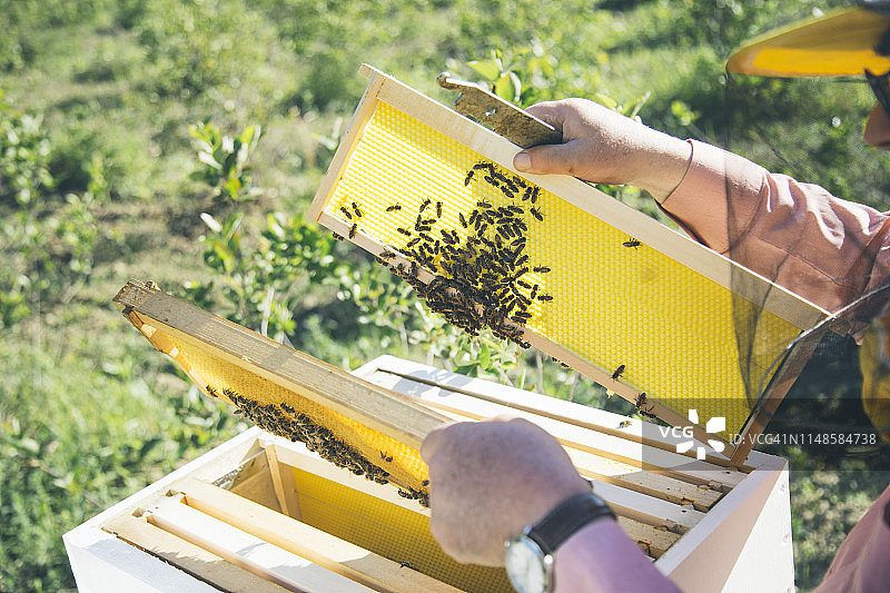 养蜂人检查蜂箱蜂巢图片素材