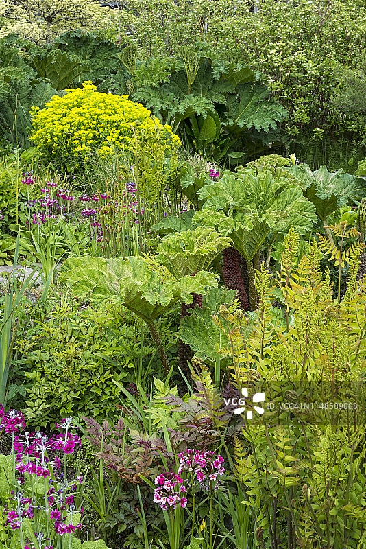 威尔士彭布罗克郡迪纳斯迪夫林费南特花园图片素材