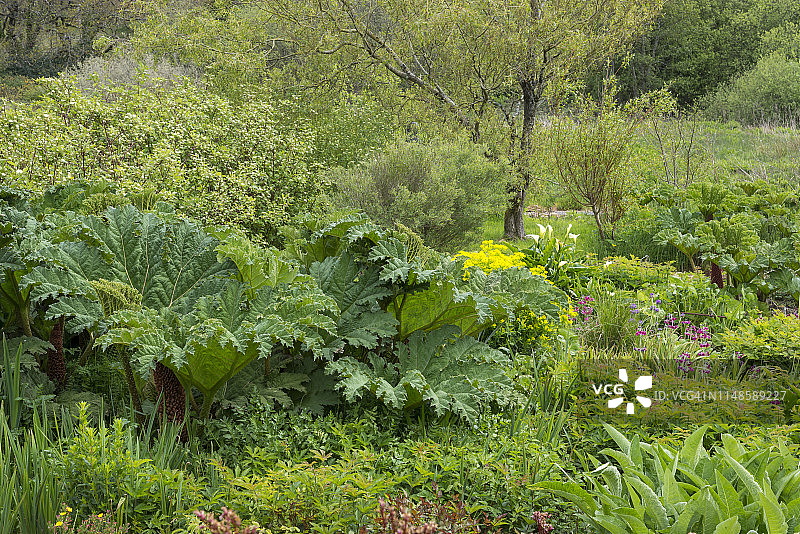 威尔士彭布罗克郡迪纳斯迪夫林费南特花园图片素材