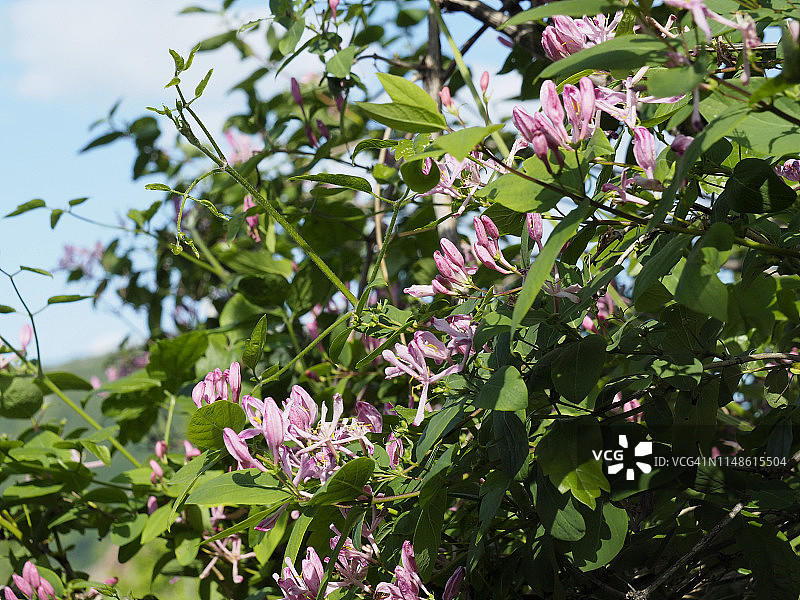 保加利亚鞑靼忍冬野花图片素材