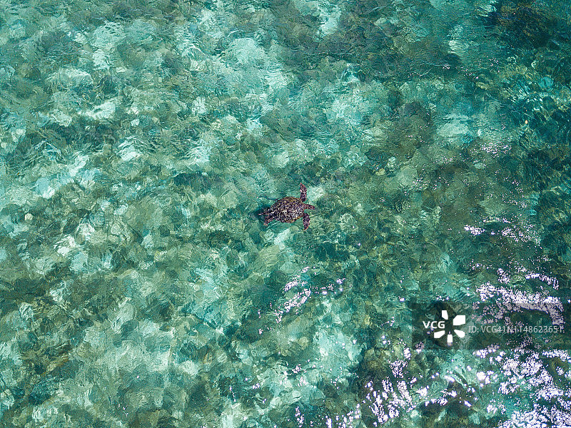 菲律宾宿务岛墨宝附近海域中海龟游泳的鸟瞰图片素材