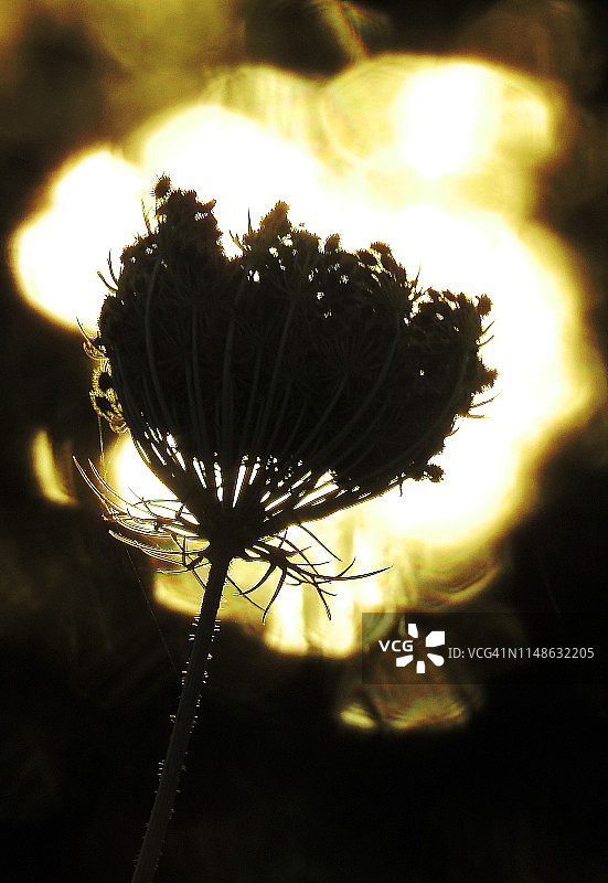 野生胡萝卜轮廓图片素材