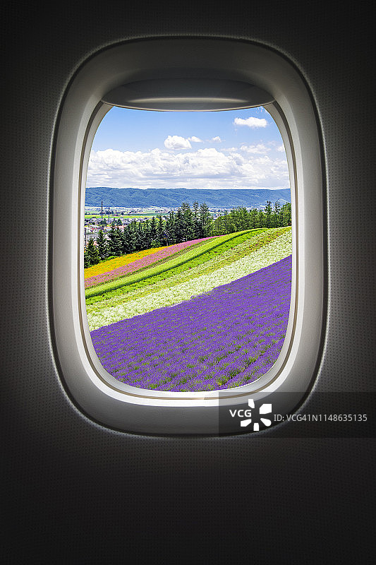 北海道富田农场的彩色花田和薰衣草田图片素材