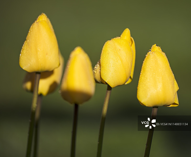 黄色郁金香特写图片素材