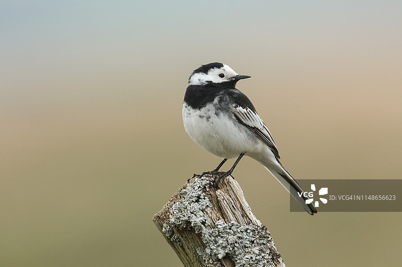 栖息在布满地衣的柱子上的白鹡鸰图片素材