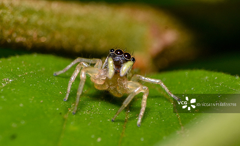 大眼跳蛛图片素材