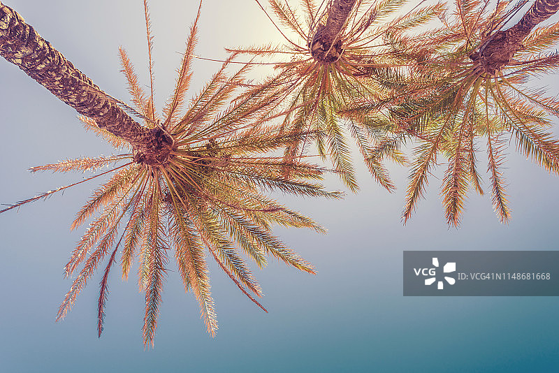 晴空下的棕榈树图片素材