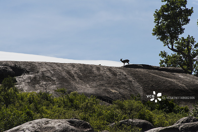 科彼上的小羚羊图片素材
