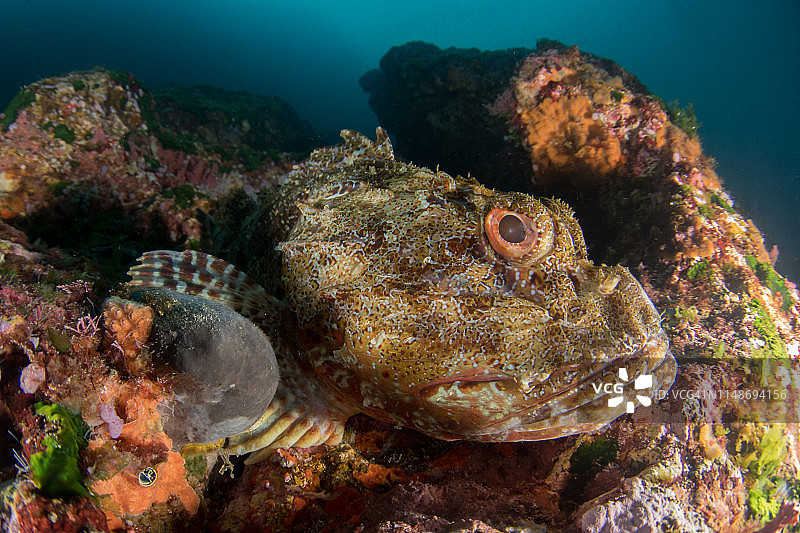 伪装在新西兰礁石上的蓑鲉图片素材