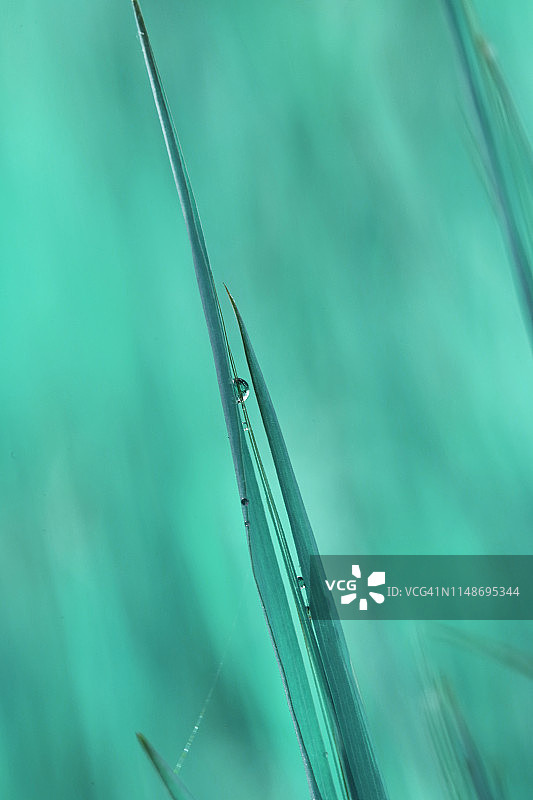 带水滴的清新春天草地图片素材