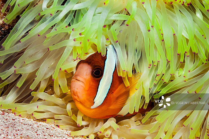 从皱纹海葵中探出头的克拉克海葵鱼，科莫多，印度尼西亚图片素材