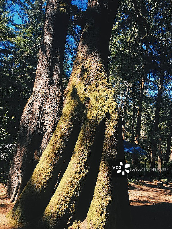 营地的落叶树图片素材