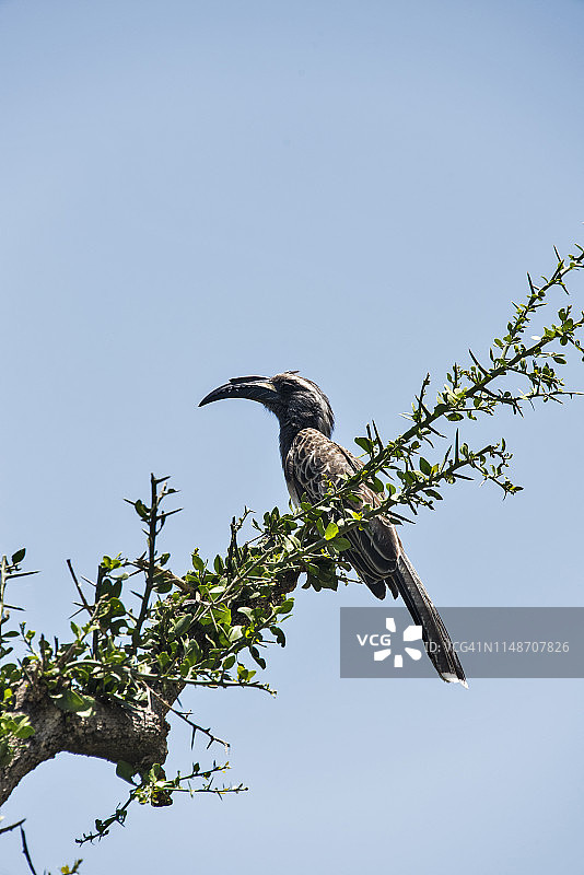 非洲灰犀鸟图片素材