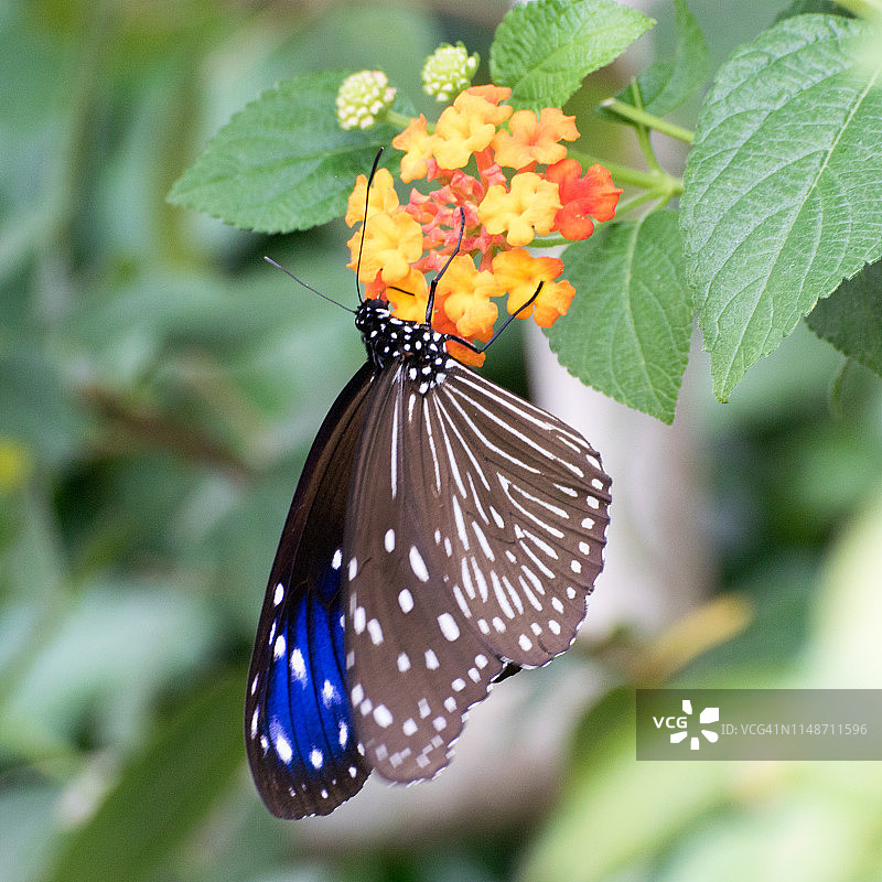 紫斑蝶图片素材
