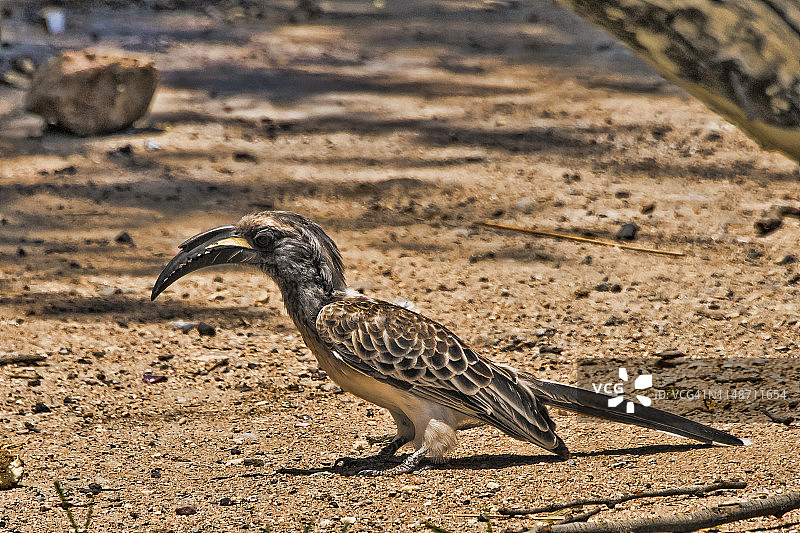 非洲灰犀鸟图片素材