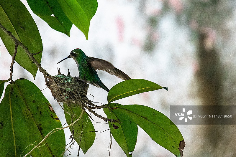 古巴圣克拉拉蜂鸟喂鸽子图片素材