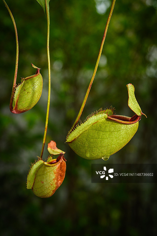 热带雨林地区下雨的猪笼草杯图片素材