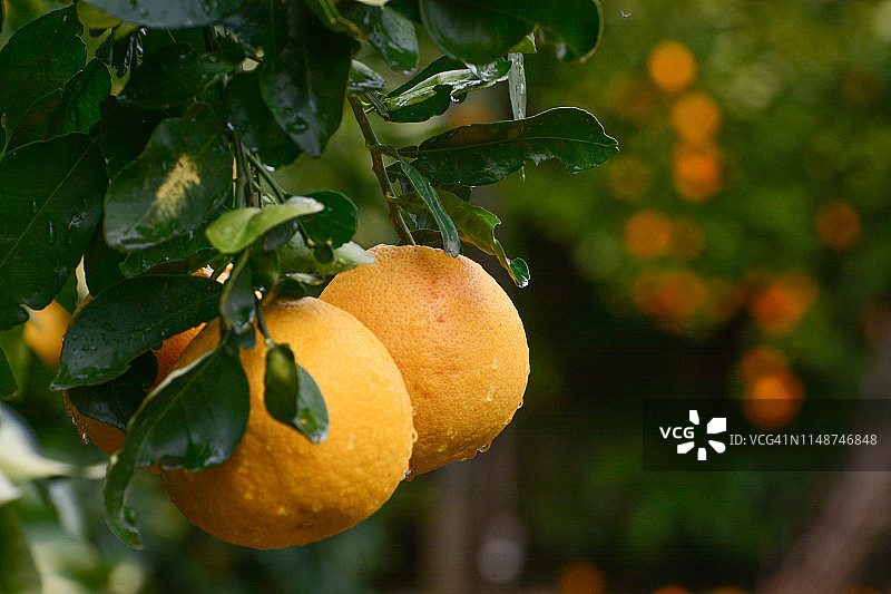 加州北部花园中雨后湿润的粉红葡萄柚特写图片素材