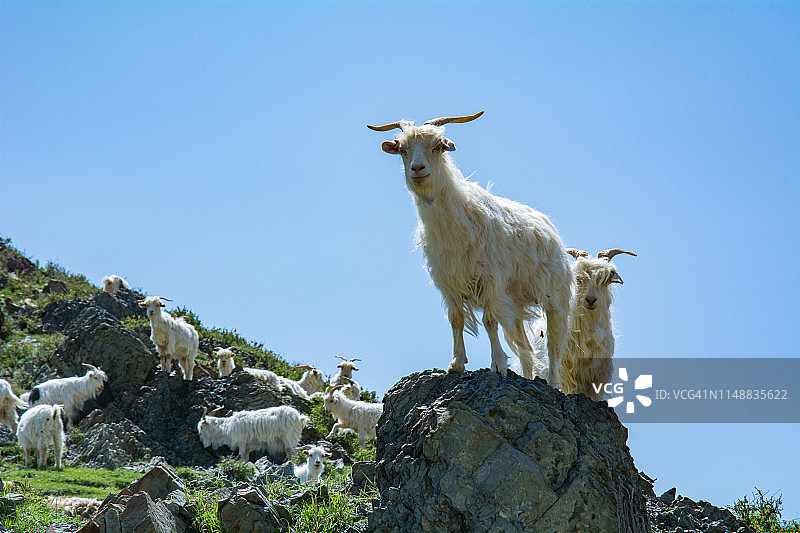 山顶上的山羊图片素材
