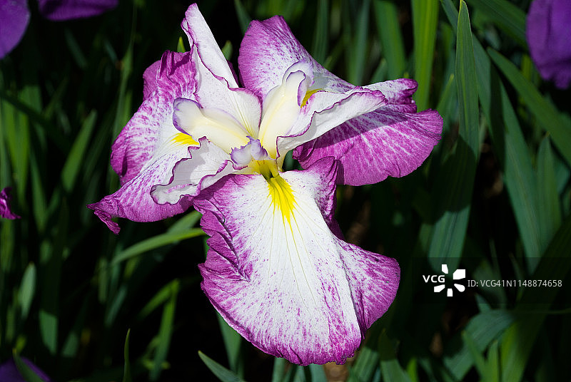 粉色鸢尾花图片素材