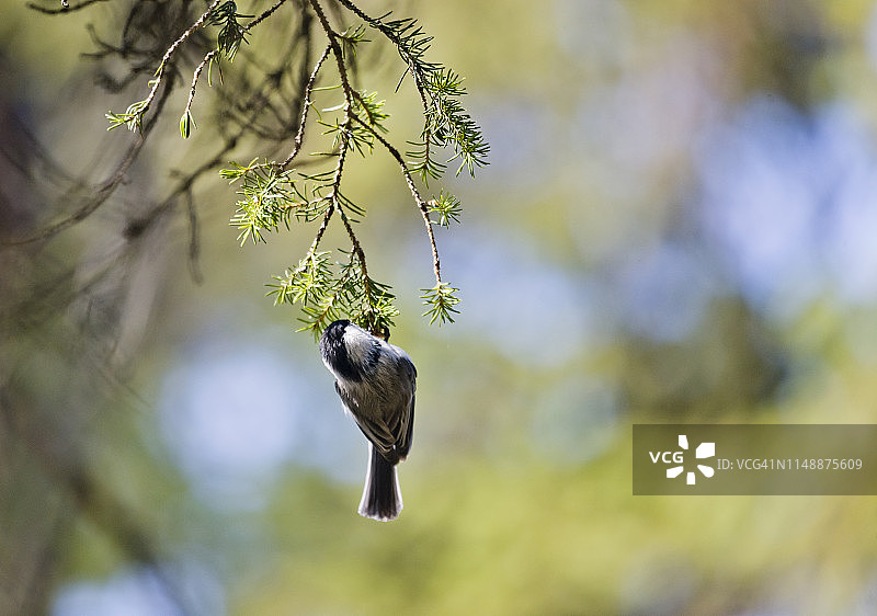 挂在森林枞树枝上的有趣小鸟图片素材