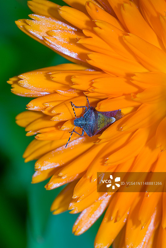 多毛椿象在金盏花上图片素材