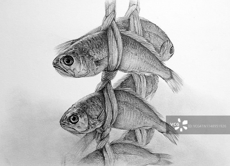 黄花鱼干插画图片素材