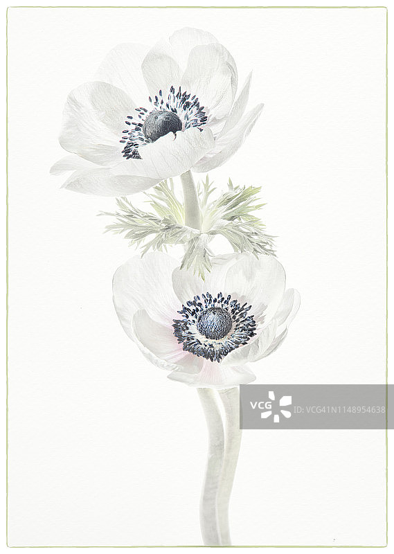 高调银莲花图片素材