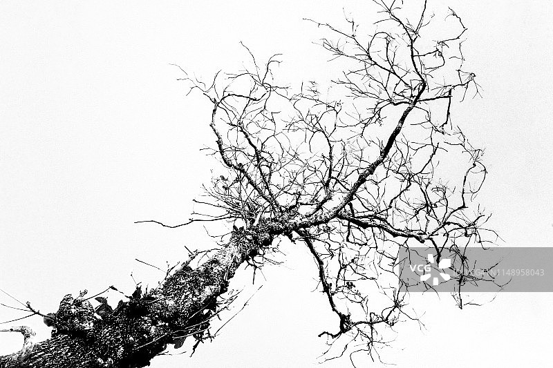 田野上的老树枝图片素材