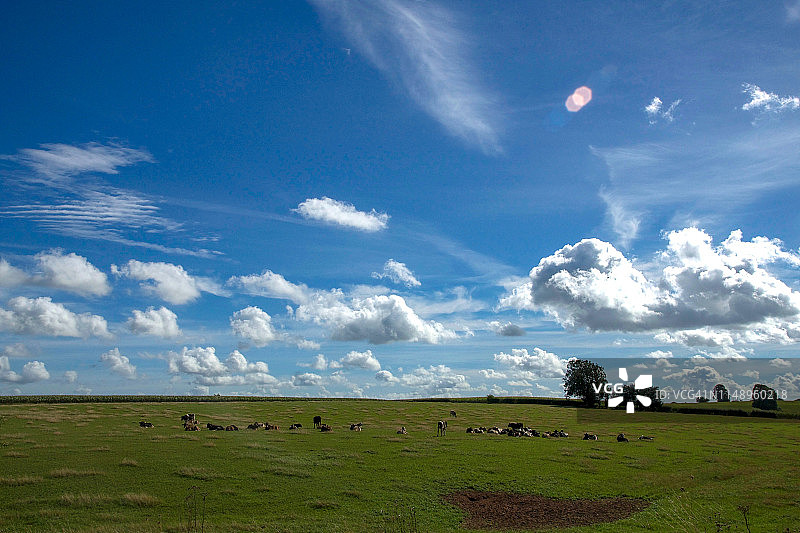 阳光明媚的午后，在英国田野里站立的奶牛图片素材