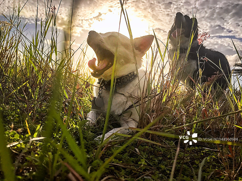 打哈欠的吉娃娃犬图片素材