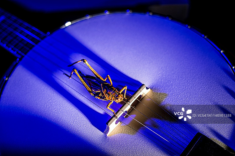 班卓琴上的草蜢图片素材